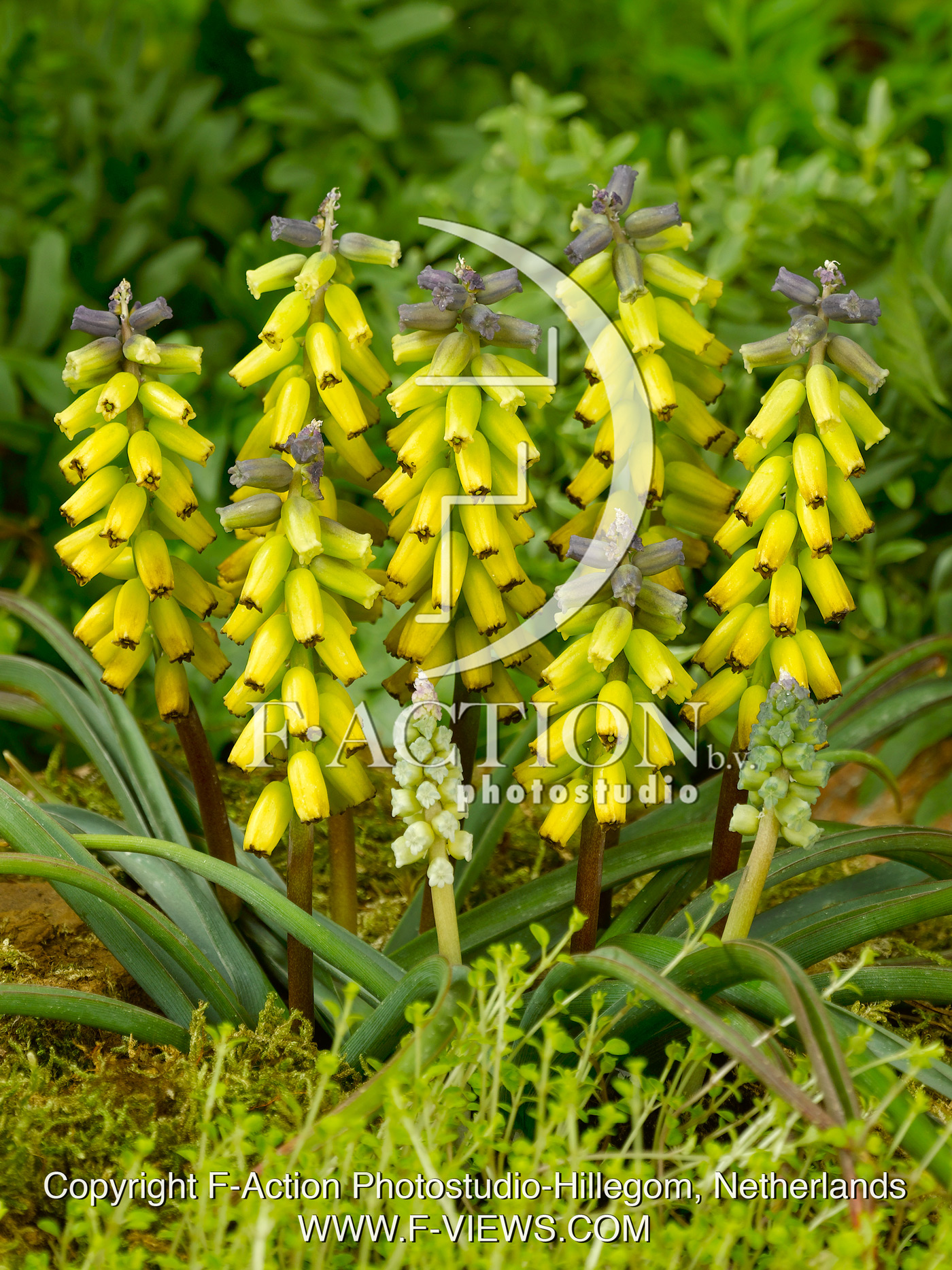 macrocarpum 'Golden Fragrance'
