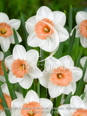Wit Oranje
