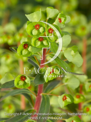 martinii 'Baby Charm'