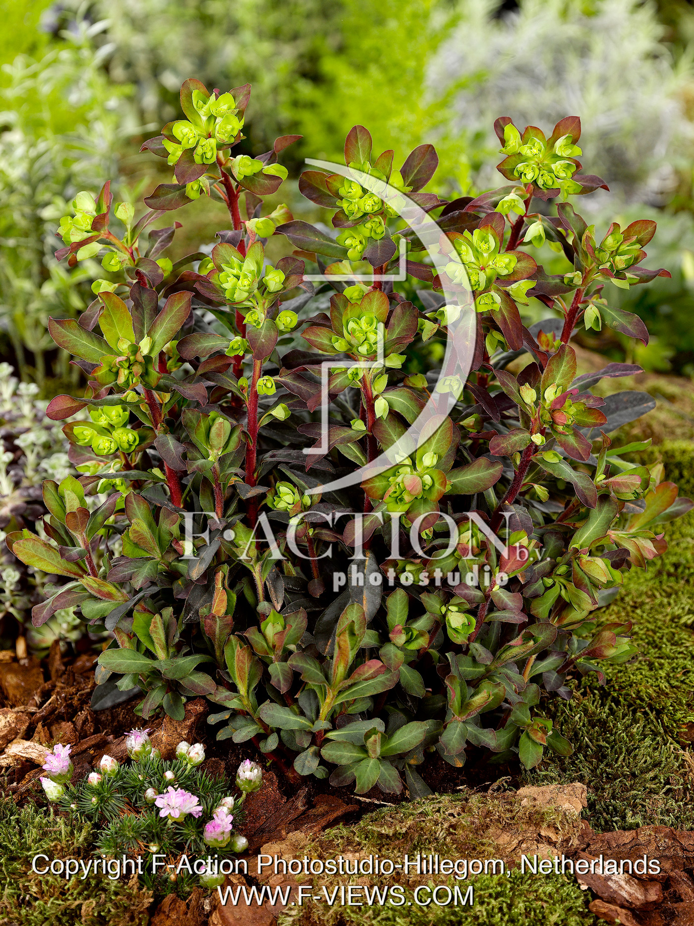 amygdaloides Purpurea