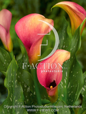 Auckland