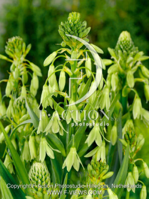 Viridiflora
