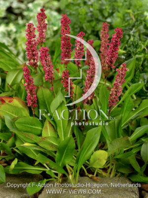 affinis 'Kabouter'