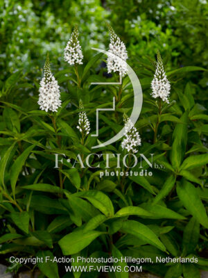 clethroides