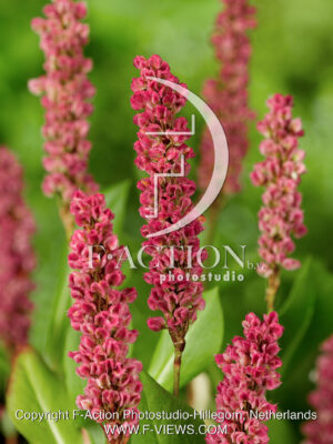 affinis 'Kabouter'