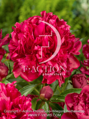 lactiflora 'Inspecteur Laverne'