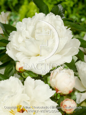 lactiflora 'Kelsey'