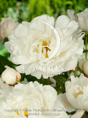 lactiflora 'Kelsey'