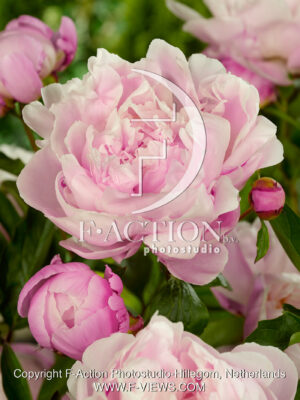 lactiflora 'Lady Alexandra Duff'