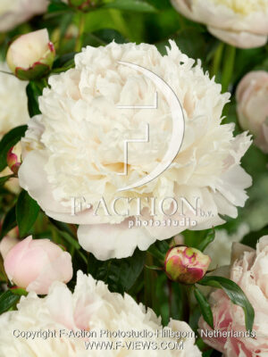 lactiflora 'Madam Calot'