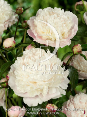 lactiflora 'Madam Calot'