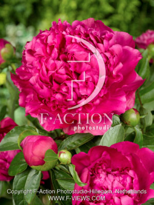 lactiflora 'Sebastiaan Maas'