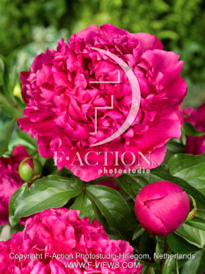 lactiflora 'Sebastiaan Maas'