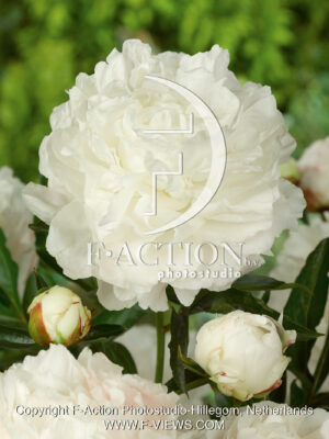 lactiflora 'Shirley Temple'
