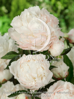 lactiflora 'Shirley Temple'