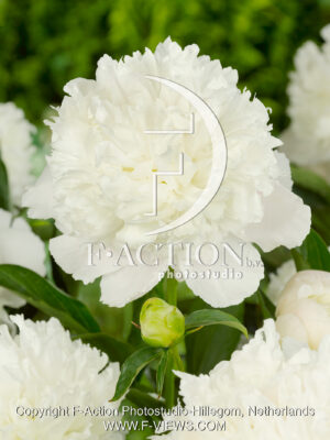 lactiflora 'White Charm'