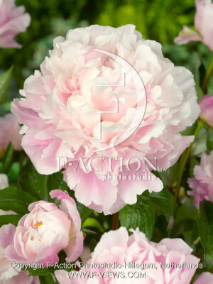 lactiflora 'Catharina Fontijn'