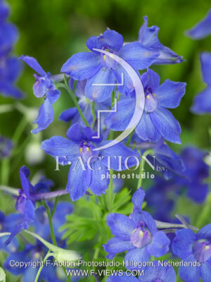 grandiflorum 'Blauer Zwerg'