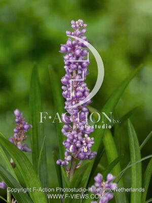 muscari Ingwersen