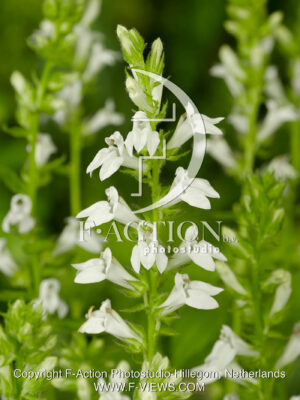 siphilitica Alba