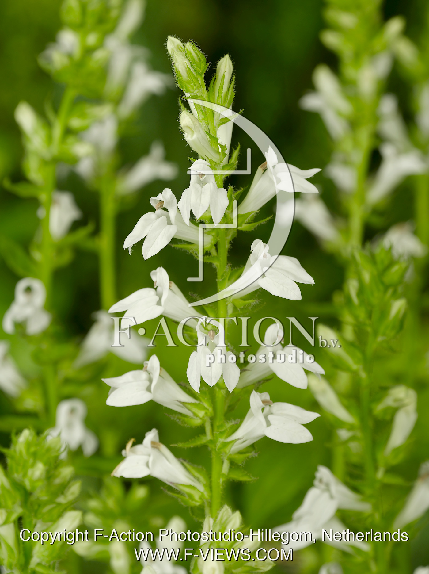 siphilitica Alba