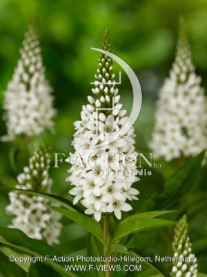 clethroides