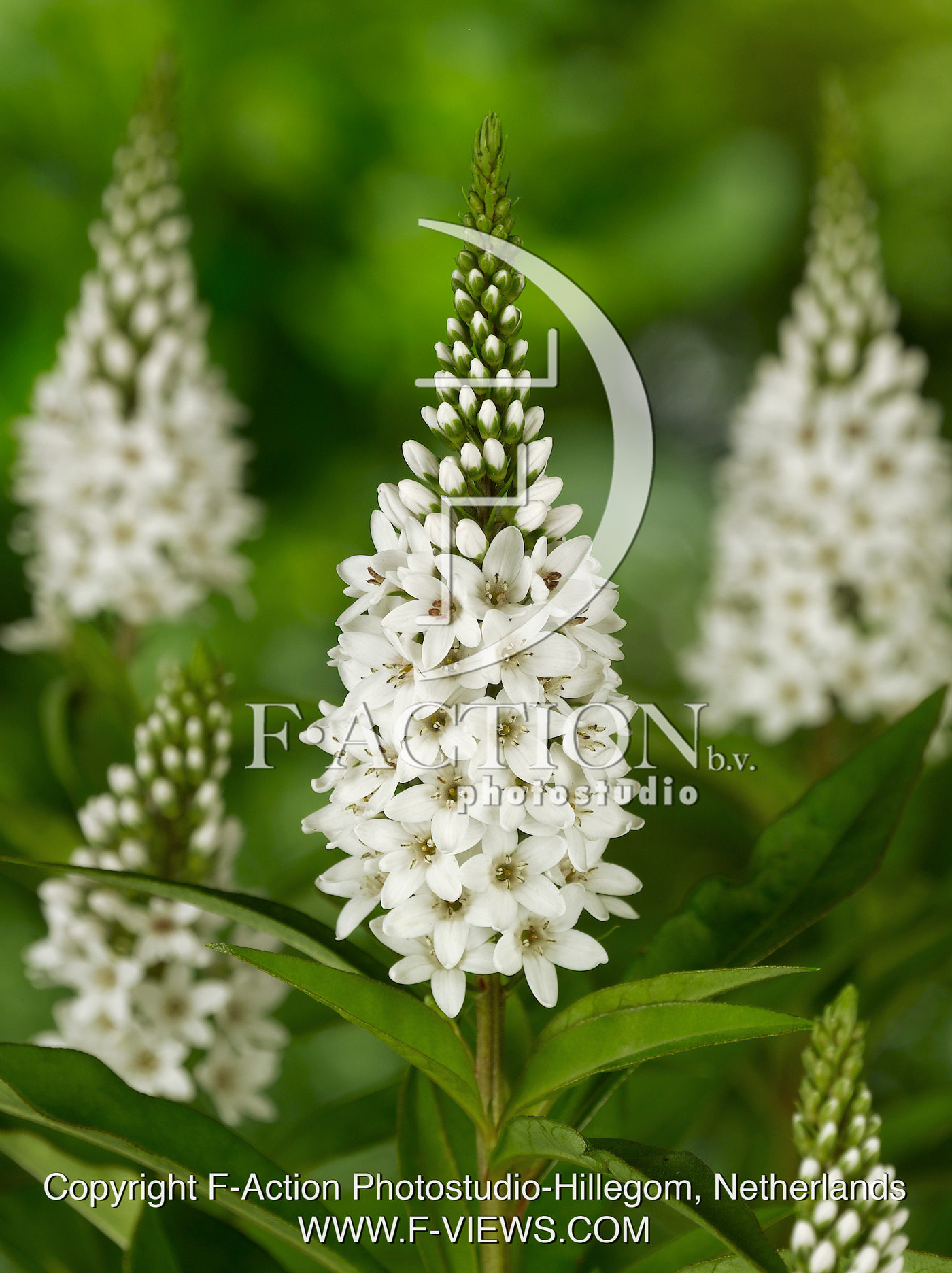clethroides
