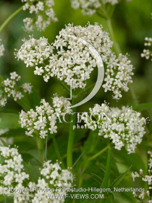 officinalis