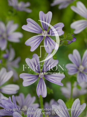 sylvestris 'Primley Blue'