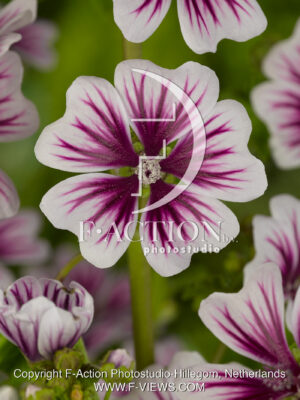 sylvestris 'Zebrina'