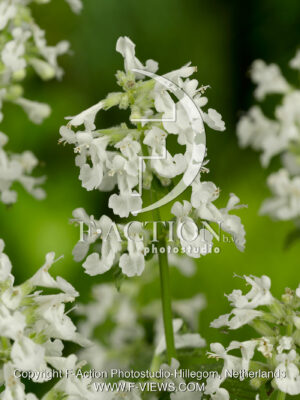 racemosa 'Snowflake'