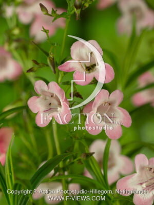 Apple Blossom