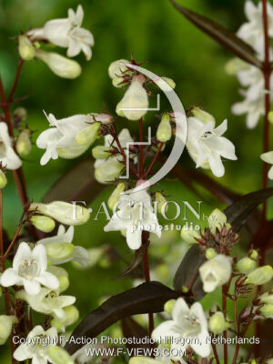 digitalis Huskar Red