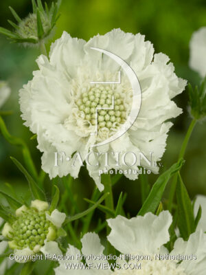 caucasica Alba