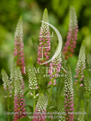spicata 'Heidekind'