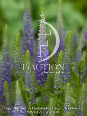 ulster spicata 'Dwarf Blue'