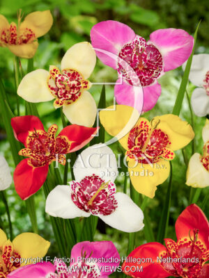 pavonia Mixed