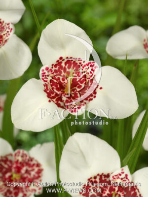 pavonia 'Alba Grandiflora'