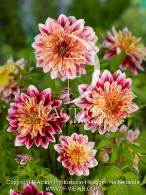 Garden Show