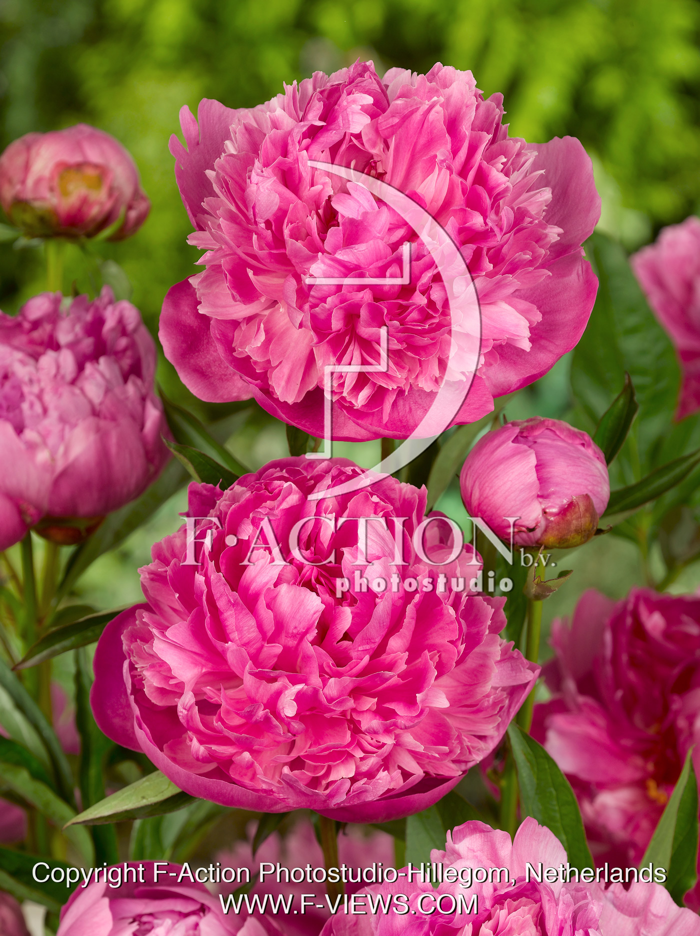 Lactiflora Pink