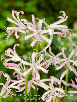 bowdenii 'Albivetta'