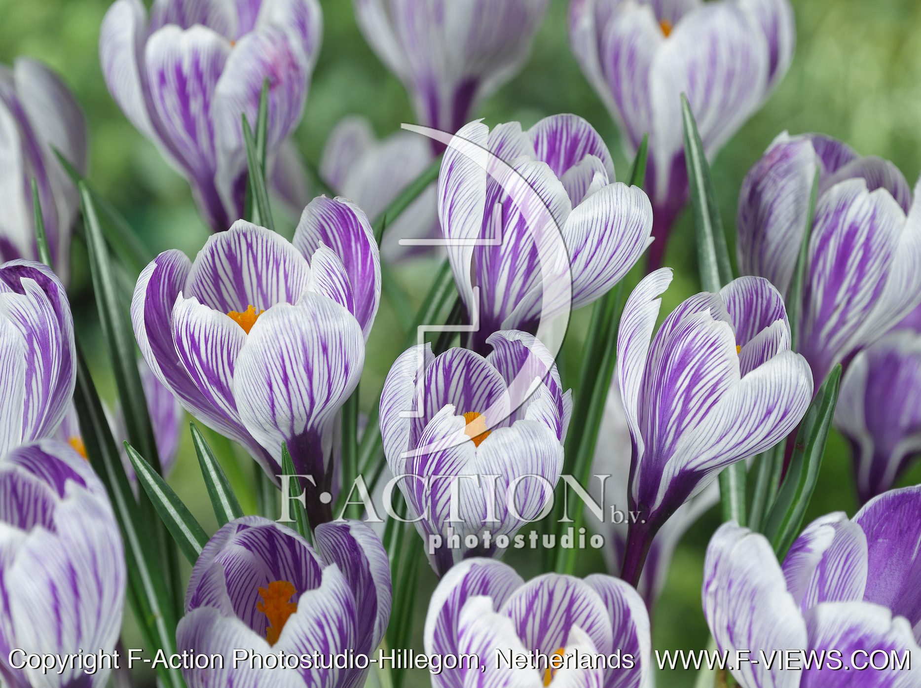 vernus 'Striped Beauty'