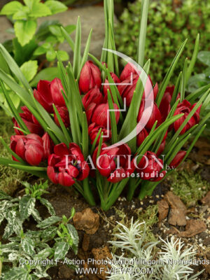 humilis Lilliput