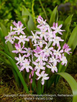 Forbesii