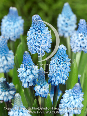 Azureum