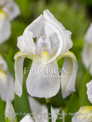 germanica Florentina White