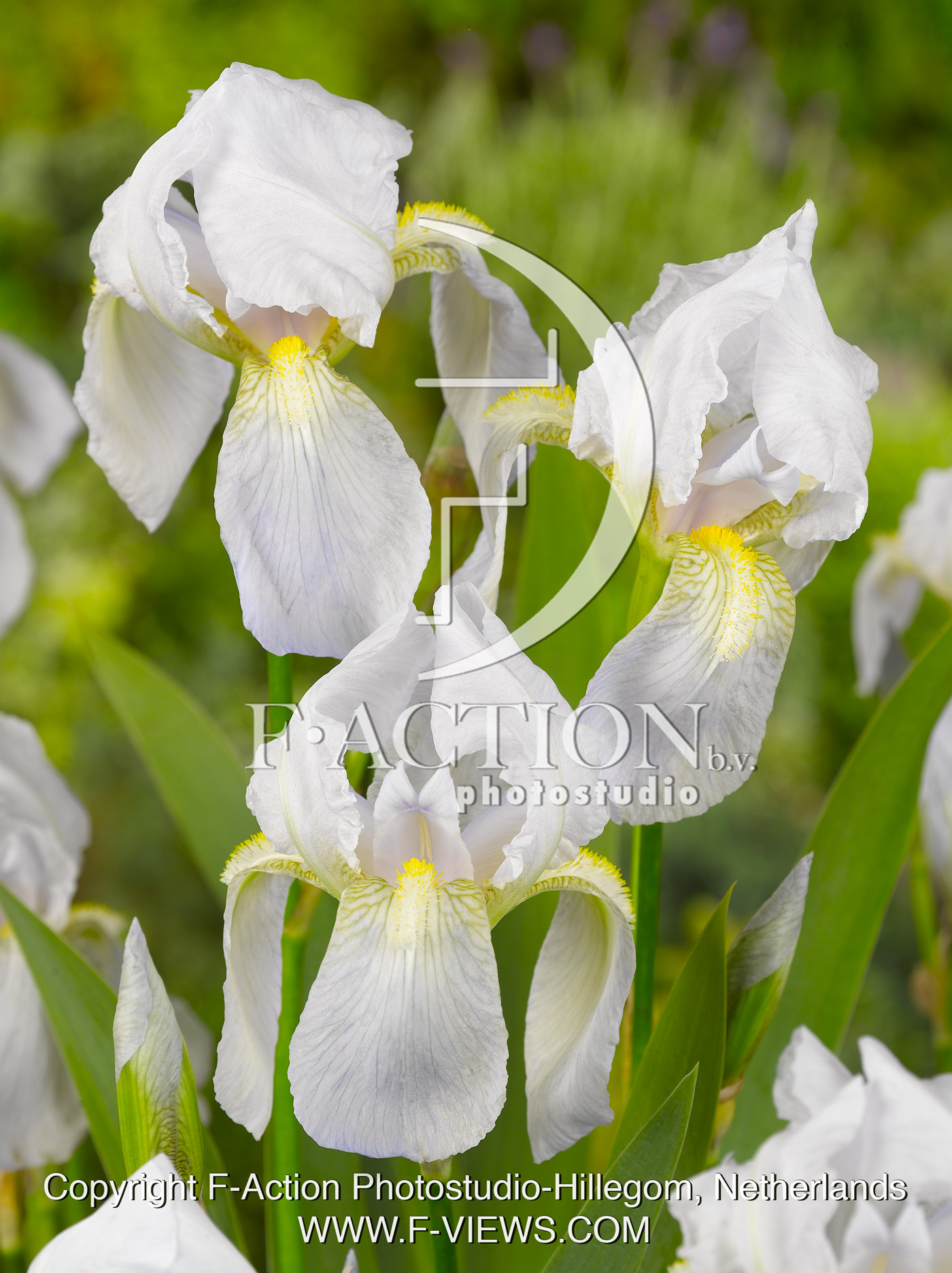 germanica Florentina White