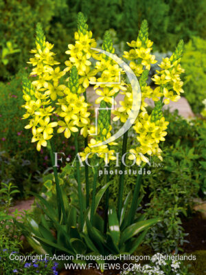 dubium 'Namib Gold'