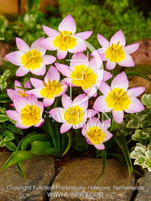 Bakeri Lilac Wonder