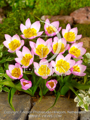 Bakeri Lilac Wonder